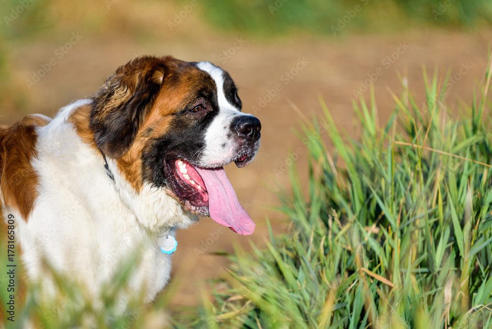 Close up of a happy Saint Bernard in a dog park with tall grass
Close up of a happy Saint Bernard in a dog park with tall grass