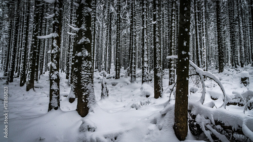 Der Winter im Harz