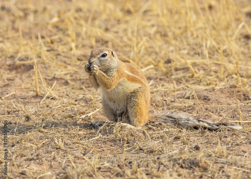 Cape Ground Squirrel