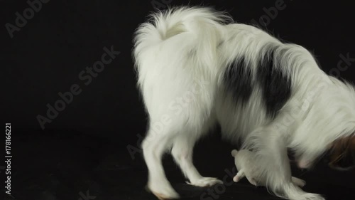 Beautiful young male dog Continental Toy Spaniel Papillon playing with plush toy on black background slow motion stock footage video photo