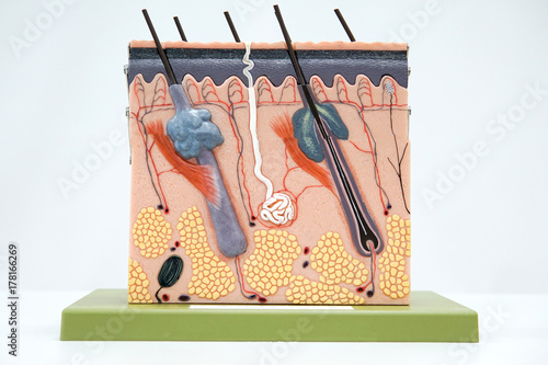 Cross section human skin tissue model photo