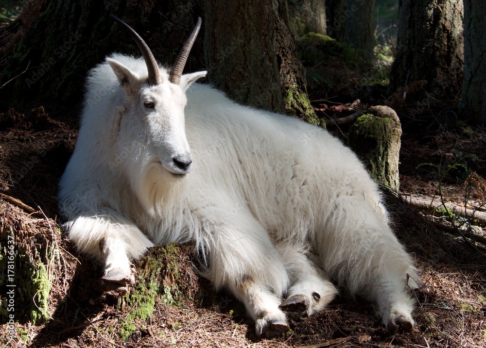 Goat In Park 5327