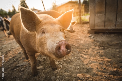 Pig at pen in farm photo