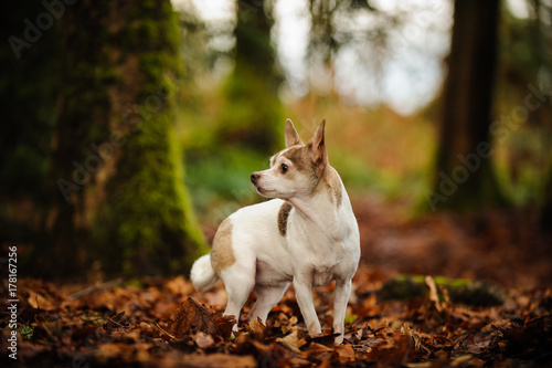 Chihuahua dog outdoor portrait