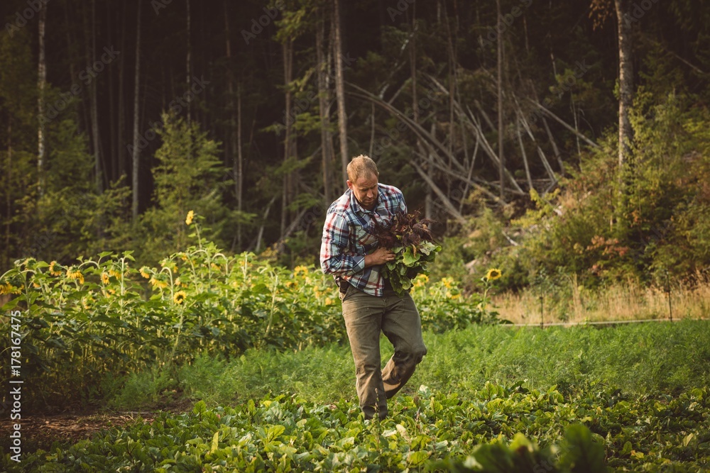 Farmer harvesting vegetables in field Farmer harvesting vegetables in field