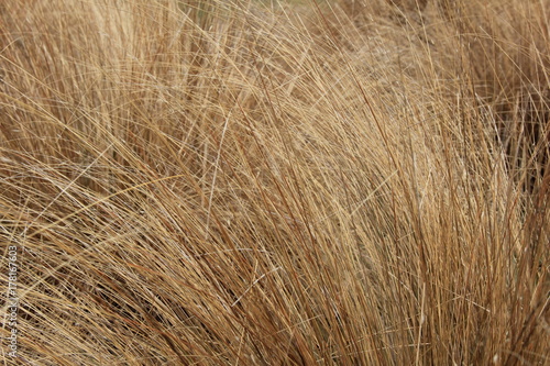 ニュージランドで頻繁に見られる植物「タソック」(ニュージーランド)