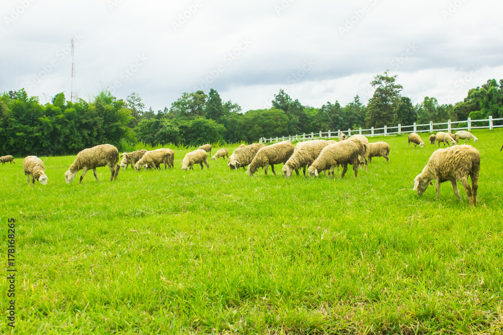 Obraz premium Sheep on grasslands.