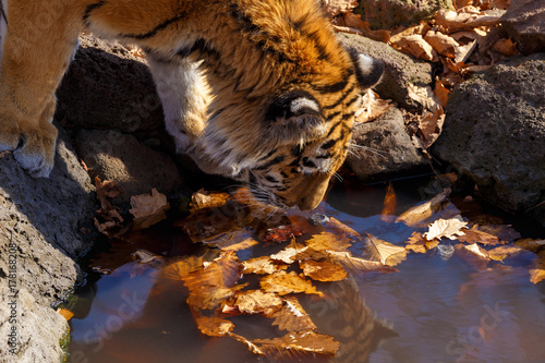 Amur tiger in the autumn forest, Primorsky Krai