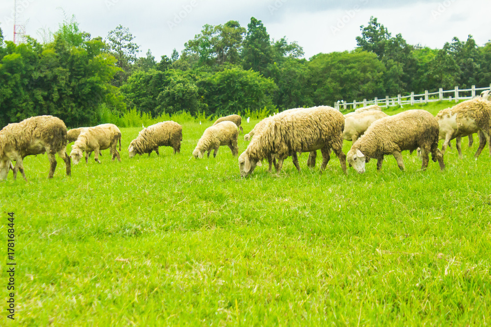 Sheep on grasslands.