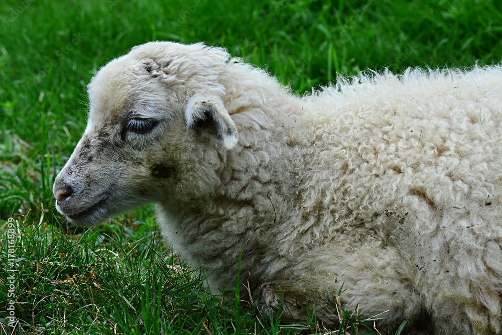 Little lamb of sheep Ovis Aries lying peacefully in fresh green grass