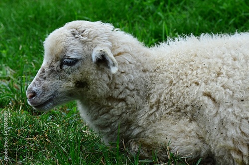 Little lamb of sheep Ovis Aries lying peacefully in fresh green grass