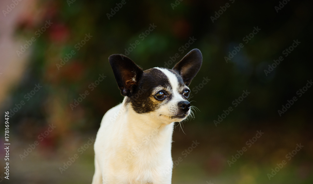 Close up Chihuahua dog outdoor portrait