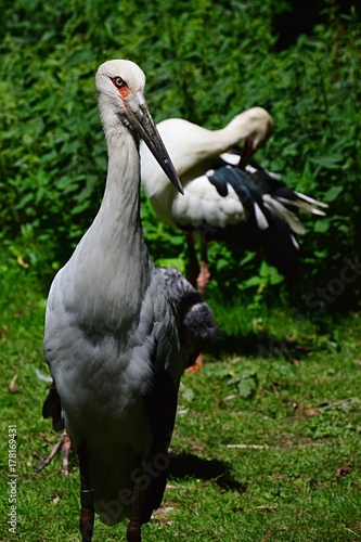 Pair of endangered wading birds from southeastern asia Milky stork  Mycteria cinerea
