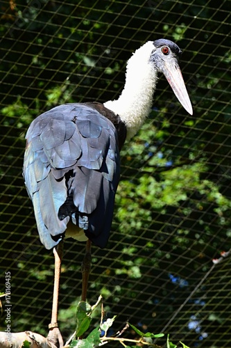 Bird of stork family Mycteria with black wings and head looking backward. Shot taken in ZOO pavilion with tropical birds photo