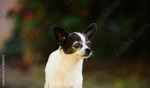 Fototapeta Naklejka Na Ścianę i Meble -  Close up Chihuahua dog outdoor portrait