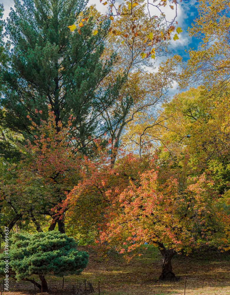 Bright Orange, Yellow and Green Hued Leaves in an Autumnal Landscape Against a Blue and White Sky