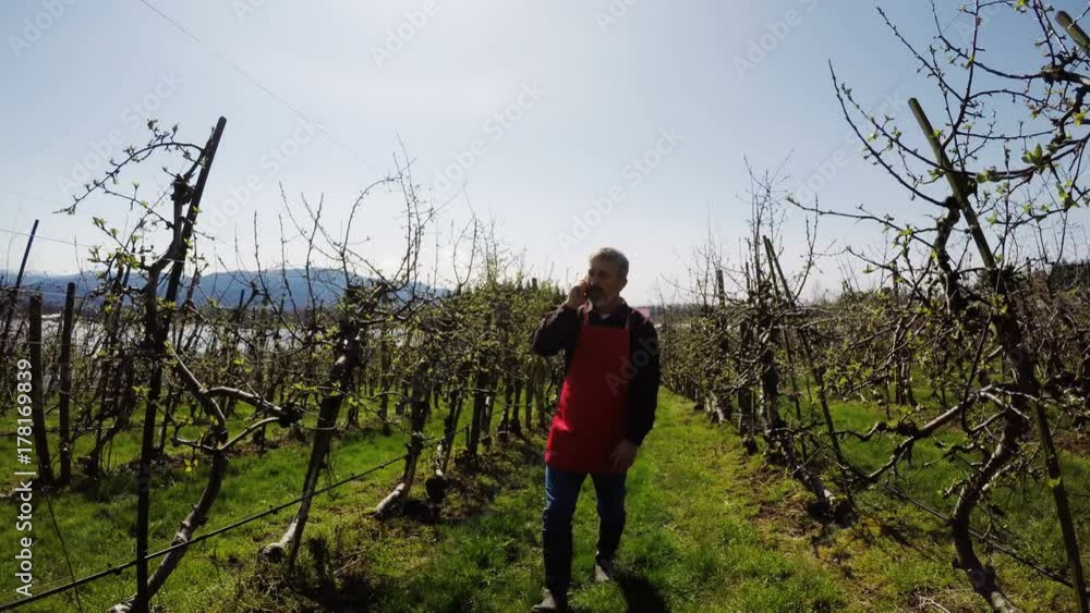 Farmer talking on mobile phone while walking through vineyard 