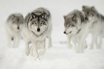 Wandcirkels Wolf Wolvenroedel tijdens de jacht  © bmaynard