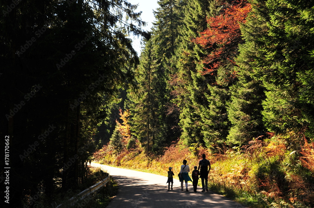 walk in sunny autumn forest walk in sunny autumn forest