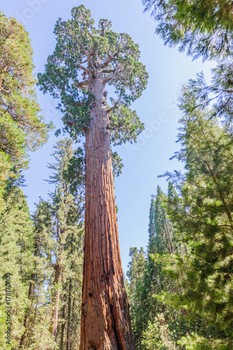 Giant Sequoia in the Grant Grove © Goldilock Project