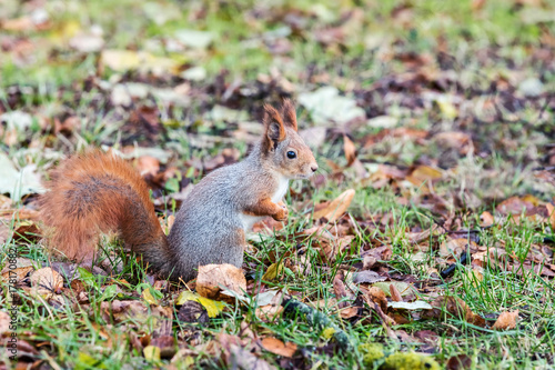 little squirrel sitting on ground with fall dry leaves in autumn