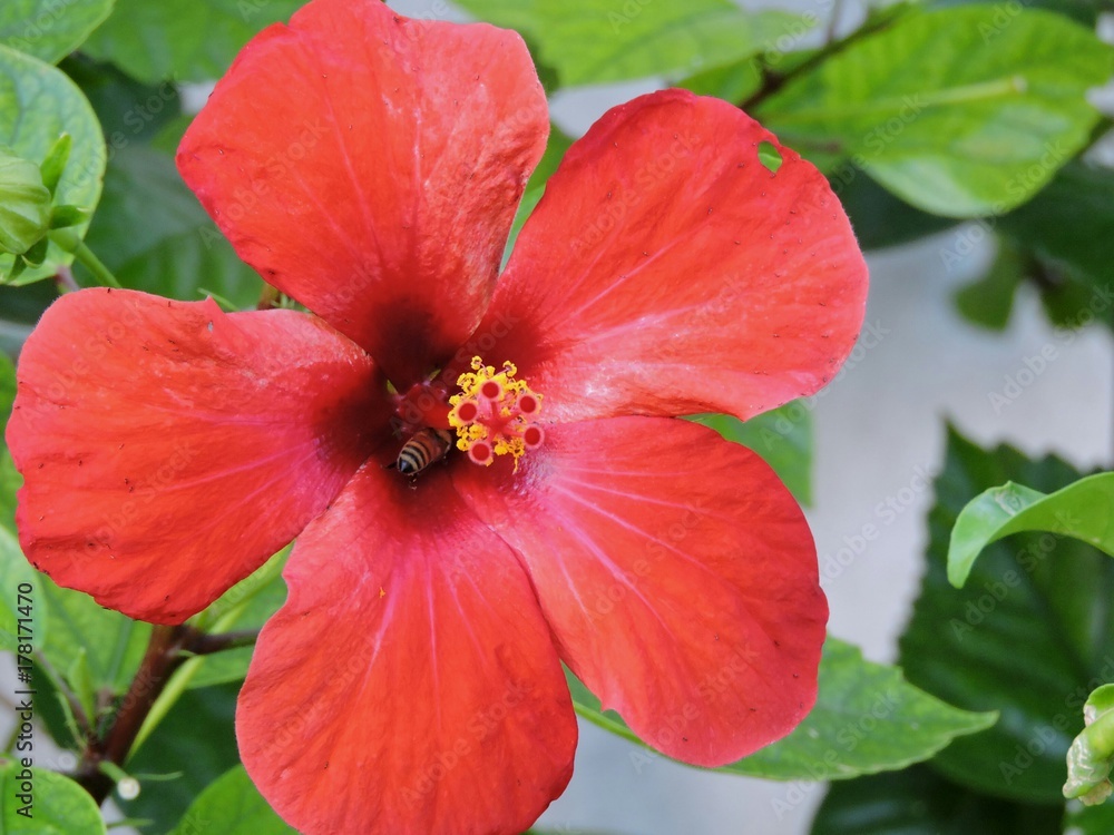 Obraz premium Chinese Rose