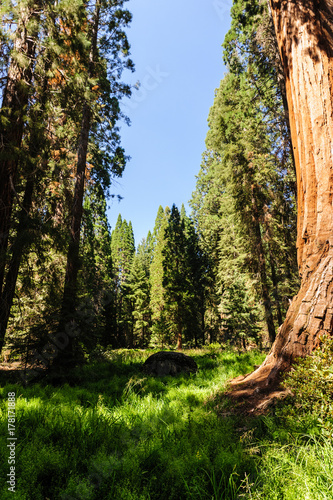 Giant Sequoias in the Grant Grove