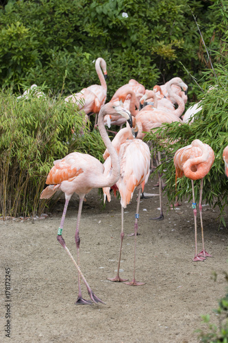 Flamingo adults.