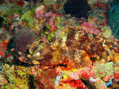 Scorpionfish © vodolaz