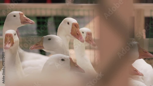 Many white geese, farmyard goose. Holiday market and autumn festival concept photo