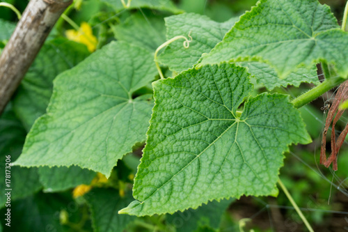 Leaves of cucumber in the garden