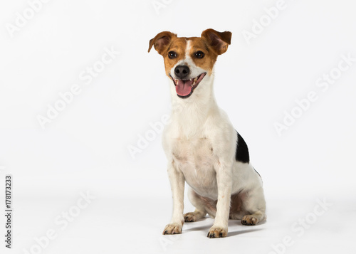 Obraz na plátně jack russell terrier