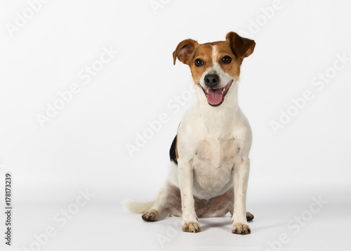 Valokuvatapetti jack russell terrier