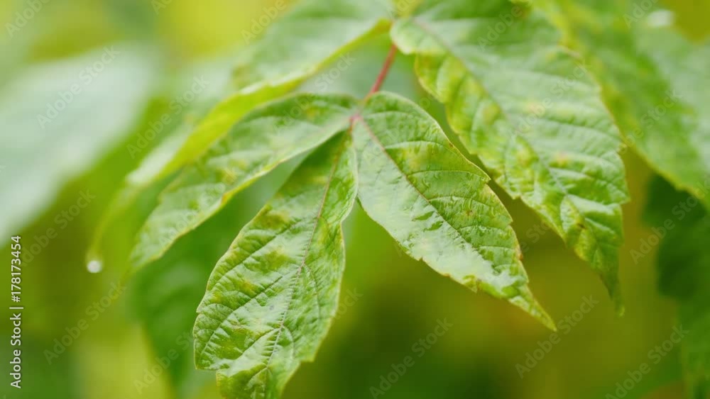 Rain Drops On Green Leaves Rain Drops On Green Leaves