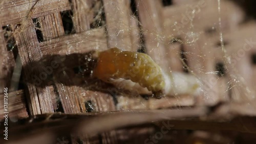 Cocoon Construction by Silkworm