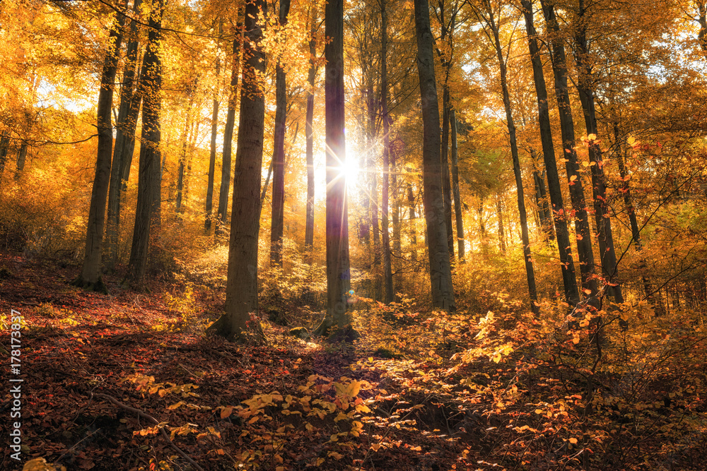 Goldener Herbst im Wald mit Sonnenschein