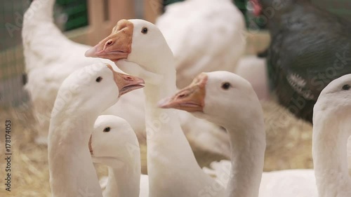 Many white geese, farmyard goose. Holiday market and autumn festival concept photo