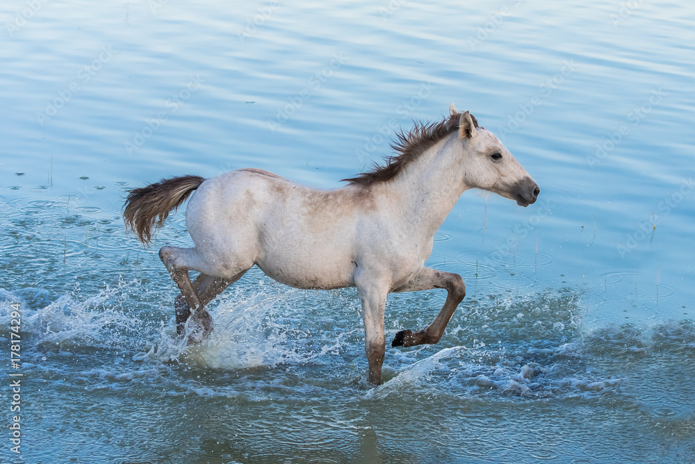 Foal running in the water, in the swamps in Camargue, in the evening Foal running in the water, in the swamps in Camargue, in the evening