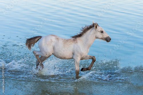  Foal running in the water, in the swamps in Camargue, in the evening 