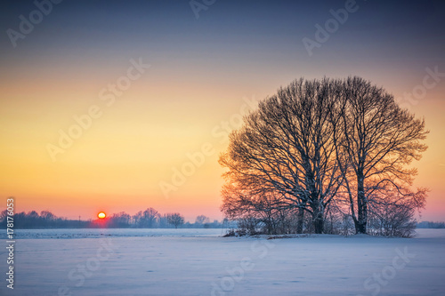 Winter sunset in snow covered field and old oak tree © Luka Balkovic