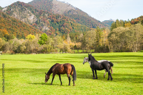 Horses on the green field in austrian alps