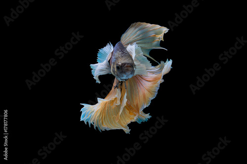 The moving moment beautiful of siam betta fish in thailand on black background.