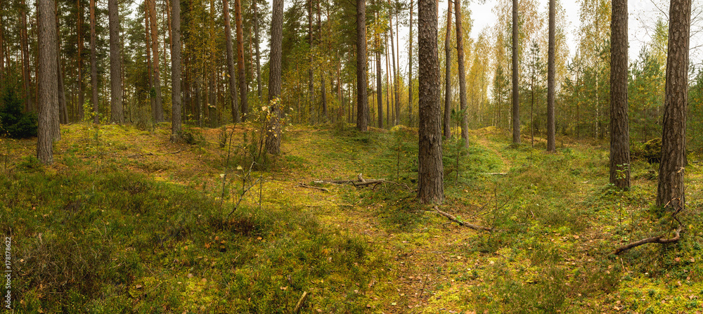 Obraz premium Forest panorama in mid-September. Grow pine, birch, cowberry. The trails are yellow leaves. Nature of Europe. Belarus.
