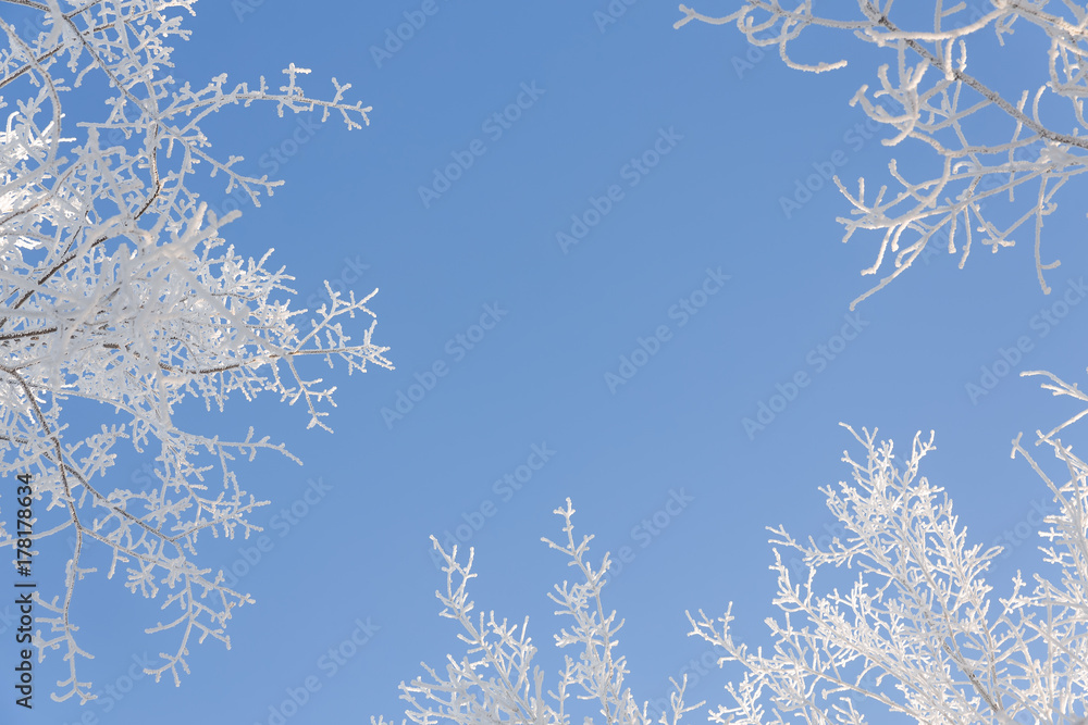 Fototapeta Winter background.Branches of trees covered with hoarfrost against the blue sky.