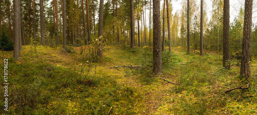 Forest panorama in mid-September. Grow pine, birch, cowberry. The trails are yellow leaves. Nature of Europe. Belarus.