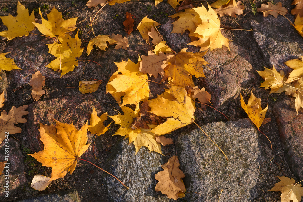 Autumn colored maple leaves on the paving stone Autumn colored maple leaves on the paving stone