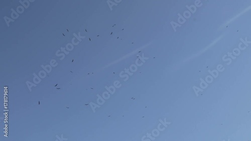 A flock of soaring desert eagles photo