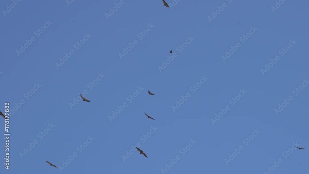 A flock of soaring desert eagles A flock of soaring desert eagles