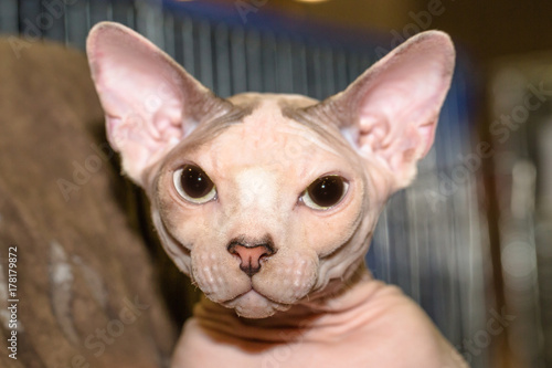 A nude skin bald cat, breed Canadian hairless kitty or pink Sphynx portrait close up. Fashion nude cat with pedigree. © bennymarty