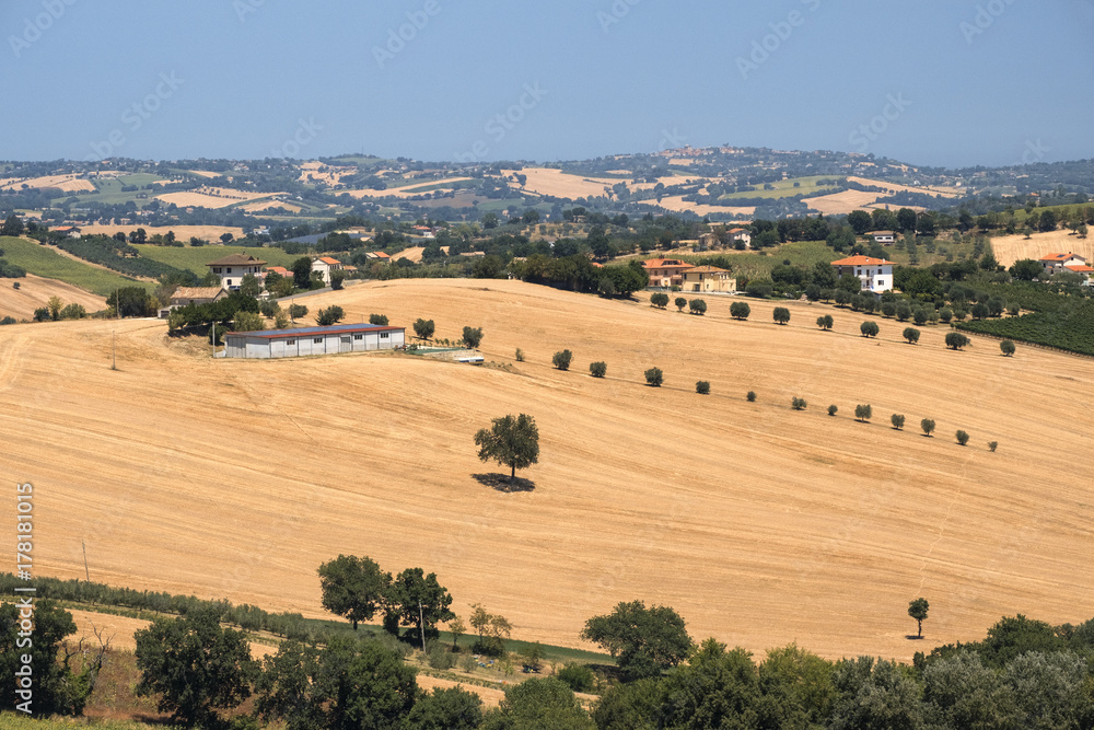 Fototapeta premium Summer landscape in Marches (Italy) near Ostra